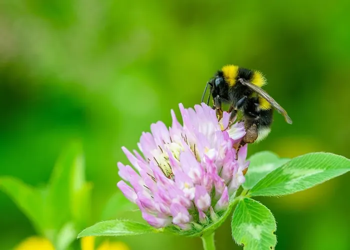 Cozy Vacation In Beautiful Surroundings Empe